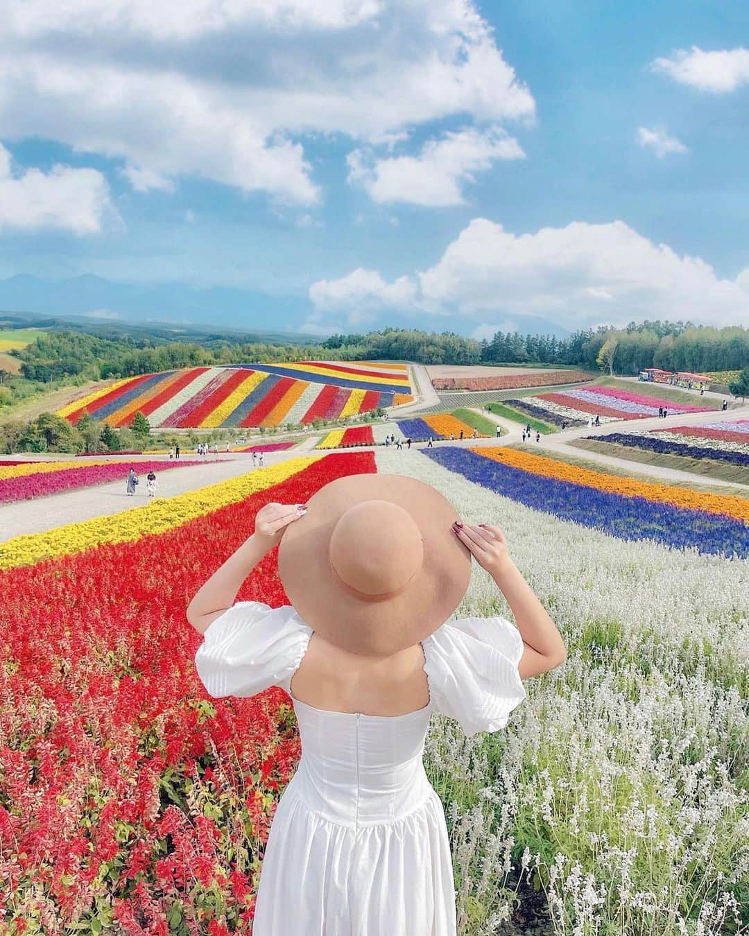 ジェットスター航空のインスタグラム：「行きたい！と思ったら【🌈】をコメント！ “次に行きたい”が見つかる#jettabi_japan #北海道編 ★   まるでパレットのような花畑🎨 #四季彩の丘  北海道の「展望花畑 四季彩の丘」には、北海道の広大な土地を活かした色鮮やかな花畑があります👒  春〜秋はグリーンシーズンと呼ばれ、一面に咲き誇る花々を楽しめる期間なんです☺️💐  9月頃には、マリーゴールドにコスモス、パンジーやダリヤなど色とりどりの花が咲き、パッチワーク柄の虹色カーペットが見頃を迎えます🌈   ノロッコ号と呼ばれる大人気のトラクターバスに乗ったり、カートを走らせながら、美しい景色を存分に楽しむのもおすすめ🥺🌼  この秋は、花々が織りなす壮大な景色に身も心も癒されてみては？🎶  【四季彩の丘】 📍北海道上川郡美瑛町新星第三  -------------------------------------------- ／ 📣ジェットスターなら、札幌（新千歳）まで ＼ ✈︎東京（成田）から 片道¥4,980〜  --------------------------------------------  ジェットスター・ジャパン公式アカウント（@jetstar_japan）では「“次に行きたい”が見つかる」をテーマに就航地の魅力をご紹介✈️⭐️「#jettabi_japan」をつけて、皆さんのFun&Happyな旅の思い出をぜひご投稿ください！素敵なお写真は、公式アカウントでご紹介させていただきます♪  ⭐️Special thanks📸 by @kanaho_nishimura（1,2枚目） / @k_i_r_i_n_1016（3枚目） / @cat_tongue_photograph（4枚目） / @yuya_photo_0240（5枚目） --------------------------------------------  ※運賃はエコノミークラス「Starter」。支払手数料、空港使用料等が別途必要です。受託手荷物の料金は含まれません。諸条件が適用されます。 ※就航地のご紹介内容に関する最新情報は、下記の参照サイト等でご確認ください。 -------------------------------------------- 【参照サイト】 展望花畑 四季彩の丘、一般社団法人 美瑛町観光協会 --------------------------------------------  #北海道 #北海道観光 #北海道旅行 #ジェットスター #jetstar #jetstar_japan #LCC #飛行機 #trip #旅好きな人と繋がりたい  #美瑛町観光  #国内旅行 #夏旅行計画 #北海道デート #hokkaidojapan #コスパ旅 #女子旅 #北海道絶景 #北海道映えスポット #北海道ドライブ  #北海道夏 #夏絶景」