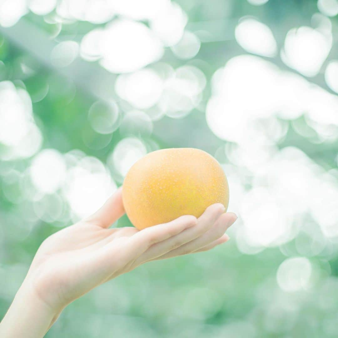 二木蒼生さんのインスタグラム写真 - (二木蒼生Instagram)「先日、埼玉県上尾市にある永島梨園さんを見学させていただきました🍐 埼玉の梨おいしすぎて感動🥺🤍  埼玉の梨「彩玉(さいぎょく)」ってご存知ですか🍐？ 埼玉県でしか作ることができない貴重な"オリジナル品種"なんだそうです！ 大きくて、すごーく綺麗な色をしていて、とにかく甘くておいしい✨  永島梨園さんからお話を伺ったところ、 夜眠っていても梨の様子が気になってしまうぐらい、梨を愛されていて、だからこそこんなに美味しい梨ができるのだろうなと心が温かくなりました♡  「黄金の雫」という「彩玉」の愛称があるのですが、このように呼ばれるには5つの条件が設けられています🖐🏻 ①上尾市及び伊奈町で生産され、さいたま農協に出荷していること ②生産者が、エコファーマーの認定を受けていること ③ 果実に袋をかけ、ナギナタガヤ草生栽培をしていること ④糖度13度以上 ⑤重量500g以上  まさに選ばれし梨！！！！ たくさんの努力が詰まった逸品✨  実際に幸水(8月上中旬が旬)と彩玉の食べ比べもさせていただきましたが 幸水はさっぱりした甘味とシャリシャリ感、彩玉はデザートのような贅沢な甘味とジューシーさを感じました🤤 梨の種類によってこんなに違うんだ！とびっくり🫢‼︎  収穫体験もさせていただきました！ 永島梨園のお母さんにおすすめの梨をお聞きしながら🤭  8月上旬から10月下旬にかけていろんな種類の梨が作られているそうです。 「彩玉」はまさに今が旬✨ みなさんもぜひ埼玉の梨を楽しんでみてくださいね🫶🏻  梨だけでなく、初めて #わっしょい大使 の方々と交流できたり、#埼玉県広報アンバサダー として一緒に活動している Sakurakoさんとも久しぶりにお会いできました✨ スマホでも綺麗に撮るコツを教えていただきました🤳  みなさん本当に優しくて、たくさんお話しさせていただきました！ またお会いしたいです🫶  #埼玉の梨を味わおう #埼玉 #埼玉県 #上尾市 #梨 #梨園 #永島梨園 #彩玉 #黄金の雫 #幸水 #収穫体験 #梨狩り #エコファーマー #二木蒼生」8月22日 18時09分 - aomushi_kune2