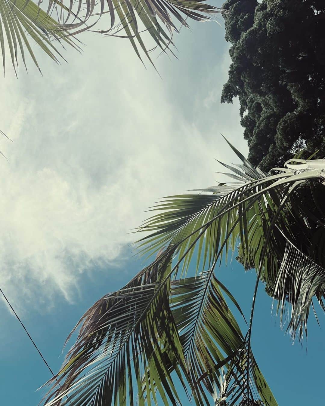 難波サキのインスタグラム：「🌴🍃🌿」