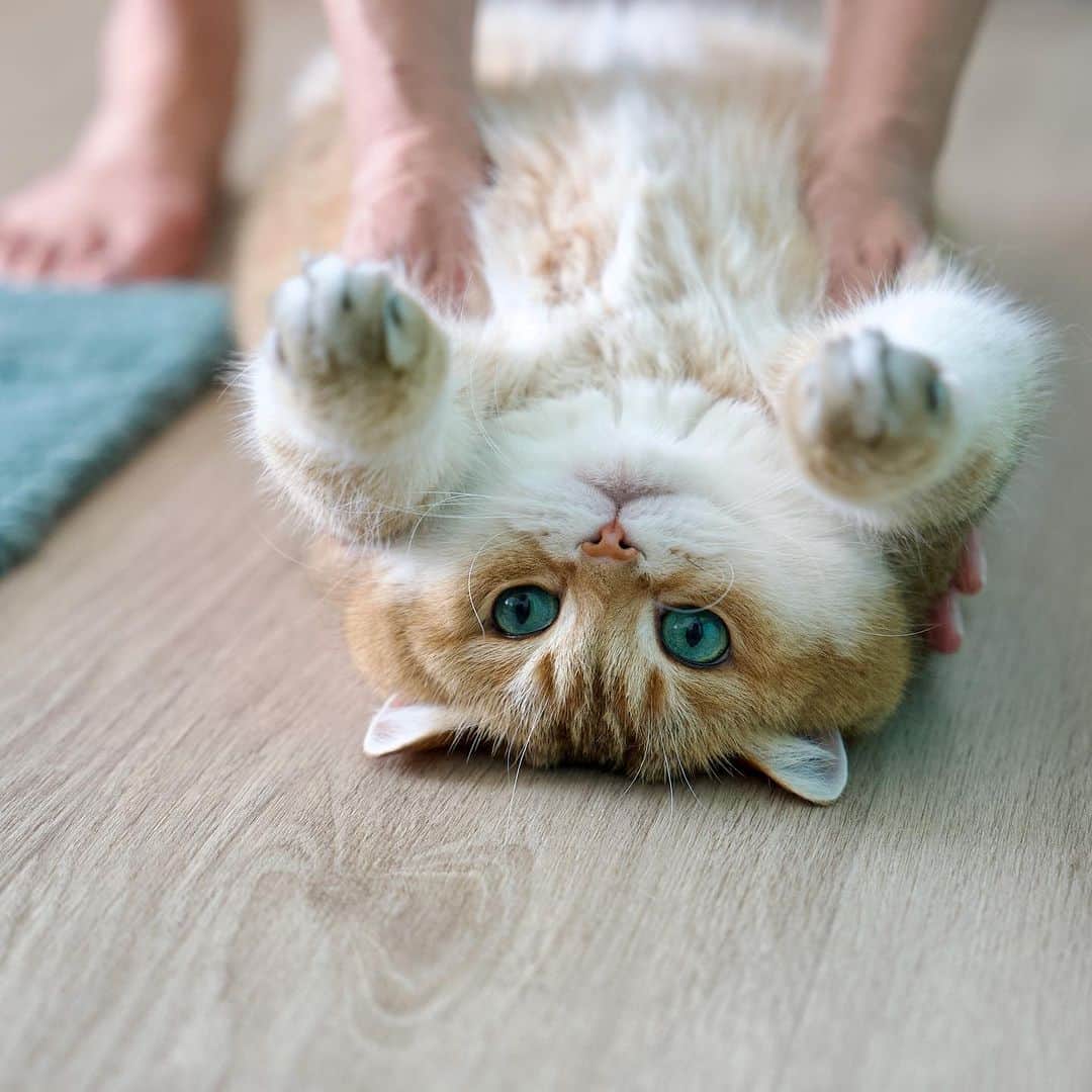 Hosicoのインスタグラム：「Mommy teaches me to swim on my back 🦦」