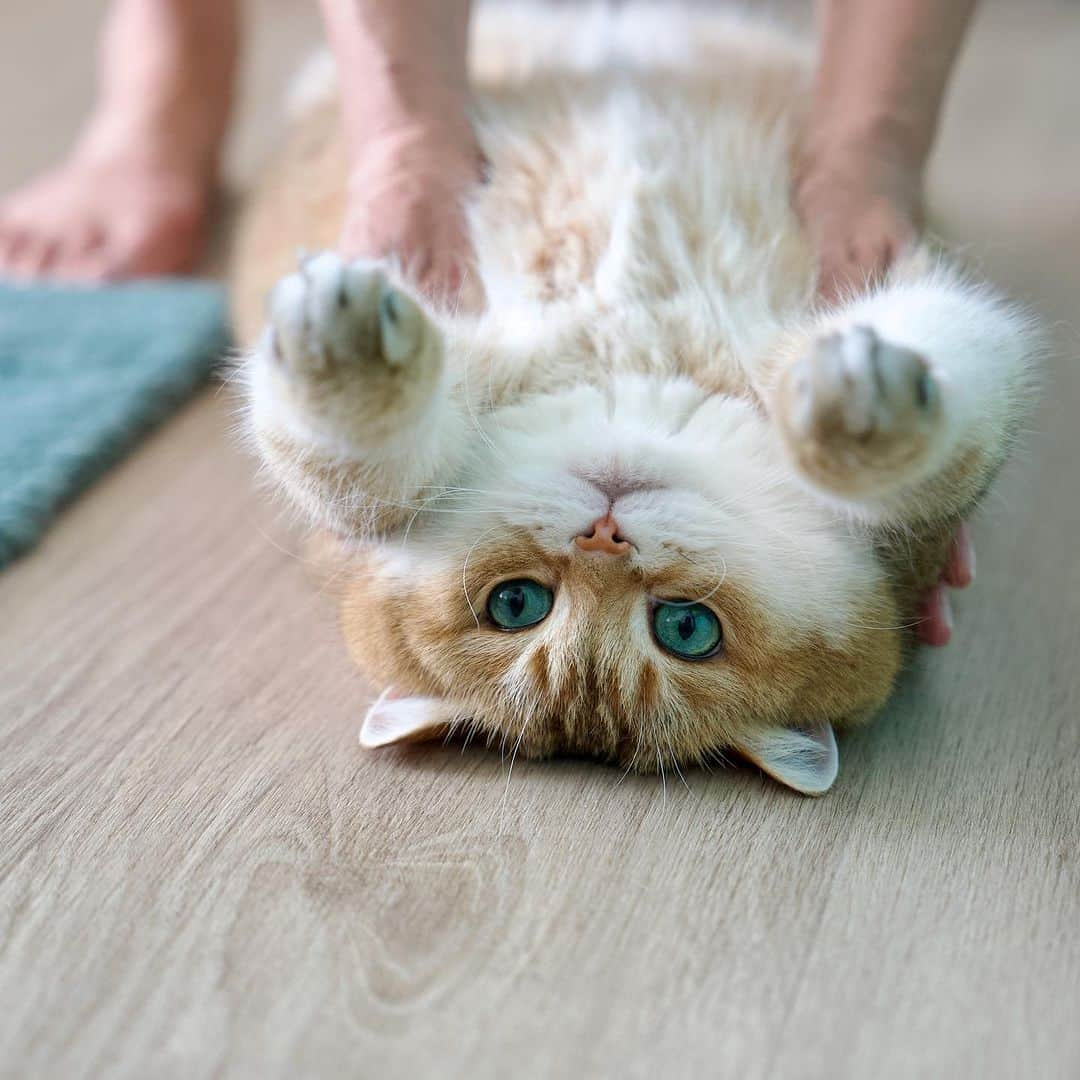 Hosicoさんのインスタグラム写真 - (HosicoInstagram)「Mommy teaches me to swim on my back 🦦」8月22日 18時34分 - hosico_cat