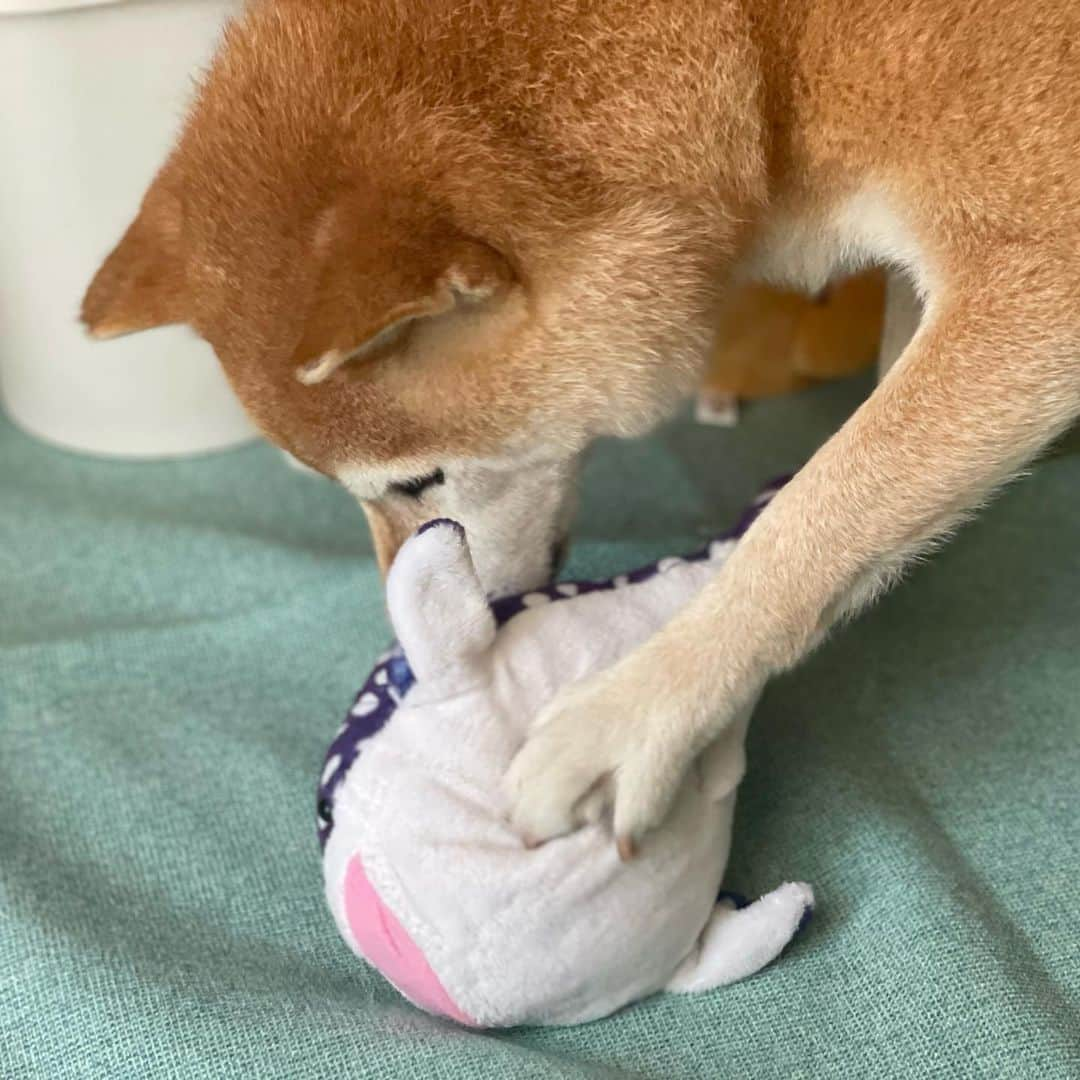 マロたんさんのインスタグラム写真 - (マロたんInstagram)「We’ve been friends for 12 years.🦈🐳 シニアになってもおててで息の根止めにかかるの同じね笑 海遊館のジンベエザメ、12年で数えきれないほど洗濯機で洗われて色も薄くなったし落としきれない汚れもあるけれどまだ遊んでる🦈🐳 #shiba #shibainu #柴犬 #ジンベエザメ #海遊館」8月22日 18時38分 - minapple