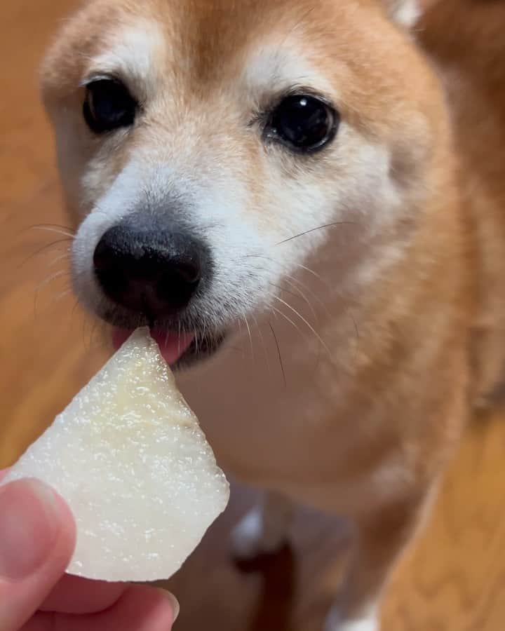 豆柴 サニーちゃんのインスタグラム：「. HELLO〜こんばんわん🐻🐶🍐 . お友達からいただいた 梨をさにらむちゃんも頂きました🐻🐶 . ぺろぺろして味わったあと 美味しいと気付いて💡 2人とも食べれました〜🍐🥰 ラムちゃんのほうががっついてた😆 . みずみずしくって美味しい梨を あゆ美たんママさんパパさん ありがとうございました〜٩(๑>∀<๑)۶ . . #さにらむ劇場 #柴犬#豆柴 #赤柴#豆柴子犬#豆柴多頭飼い #まめしば#しばいぬ#anicas#shiba_snap #shibainu#shiba#mameshiba#shibastagram #豆柴サニーちゃん#豆柴ラムちゃん#さにらむ #さにらむ2023#さにらむどん」