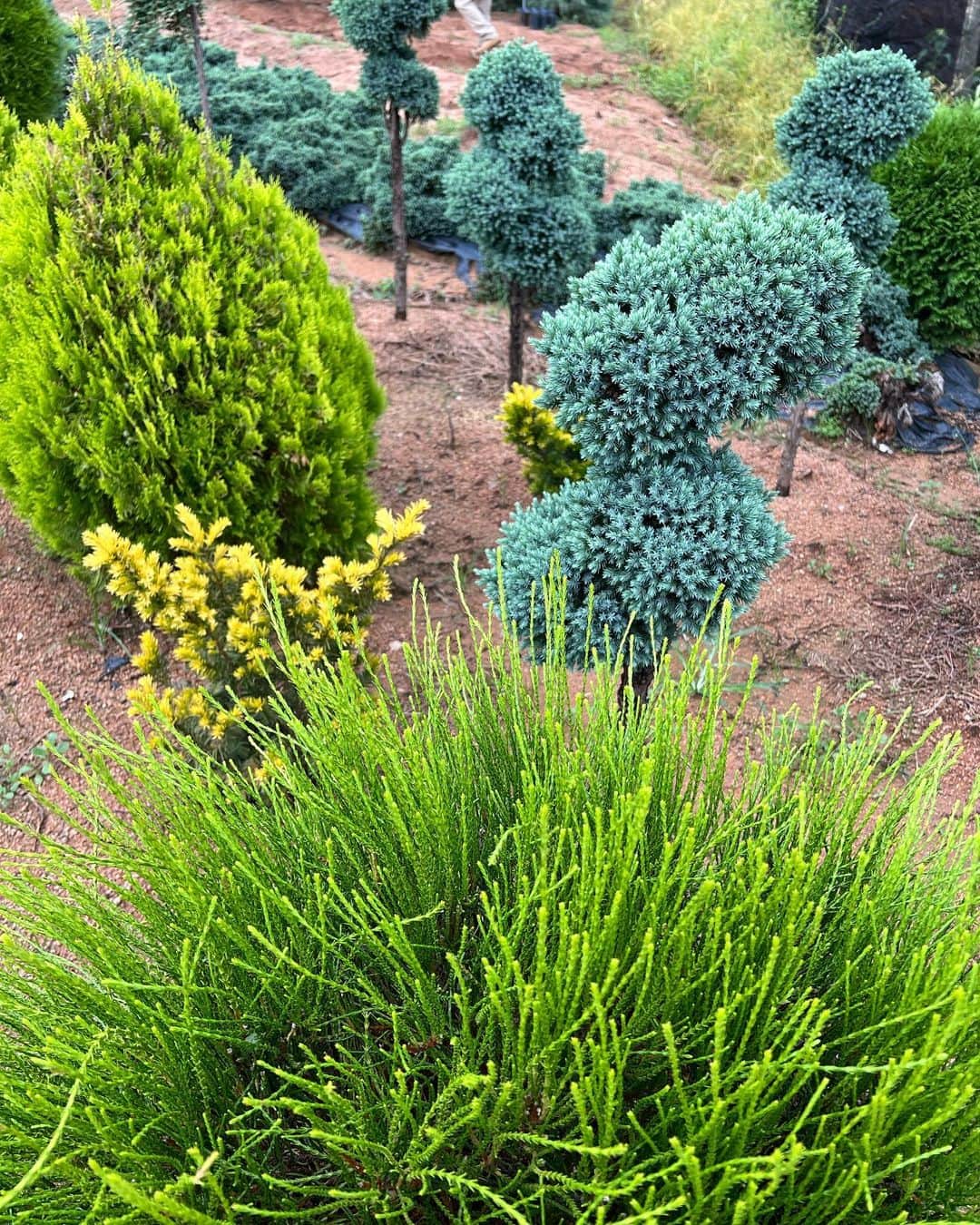 ファン・グァンヒさんのインスタグラム写真 - (ファン・グァンヒInstagram)「자세히 보면 나무마다 색이 달라요 . 한번 볼까요? 초록색 청록색 연두색 청초록연두색등 멋져요 🌲🌳🥦🪷」8月22日 18時59分 - prince_kwanghee