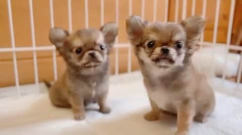 ∞maki∞??????のインスタグラム：「2023.8.22 ウル♡リル♡ ・ ・ ・ ・ ウルリルが まだまだおチビだった頃だよ🥰💞 ・ ・ ・ ・ ・ ・ #親バカ🙌 #可愛すぎる😆 #仲良し兄妹💞 #ブリーダーさん宅のウルリル #動画#movie #dog#Chihuahua#Chihuahualove#Chihuahualife#instaChihuahua#happy#cute#love#犬#チワワ#ロングコートチワワ#多頭飼い#可愛い#癒し#幸せ#仲良し#ｳﾙﾘﾙ」