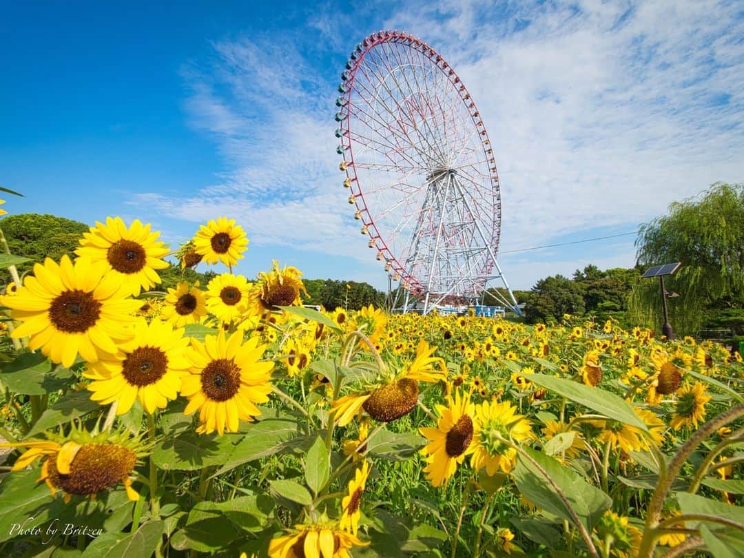 花の写真館のインスタグラム：「Photo by FUKAI KAZUMITSU. https://www.facebook.com/kazumitsu.fukai/ . 本アカウントは、 #私の花の写真 をつけてInstagramに投稿された皆さまの花の写真や、「花の写真館」Facebookページで投稿された花の写真を紹介します。 「花の写真館」Facebookページは、「 @floral.photograph 」のプロフィールにあるURLからご覧ください。 . ※各種法令、マナー、関係者の指示に従った撮影をお願いします。 *Please ensure that your photography adheres to all relevant laws, etiquette, and instructions issued by authorized persons. ※本アカウントは東京カメラ部がFacebook、Instagramのサービスを利用して運営しているもので、Meta社・Instagramとは一切関係ありません。 . #花の写真館 #floralphotograph #floralphoto #flower #flowers Follow: @floral.photograph」