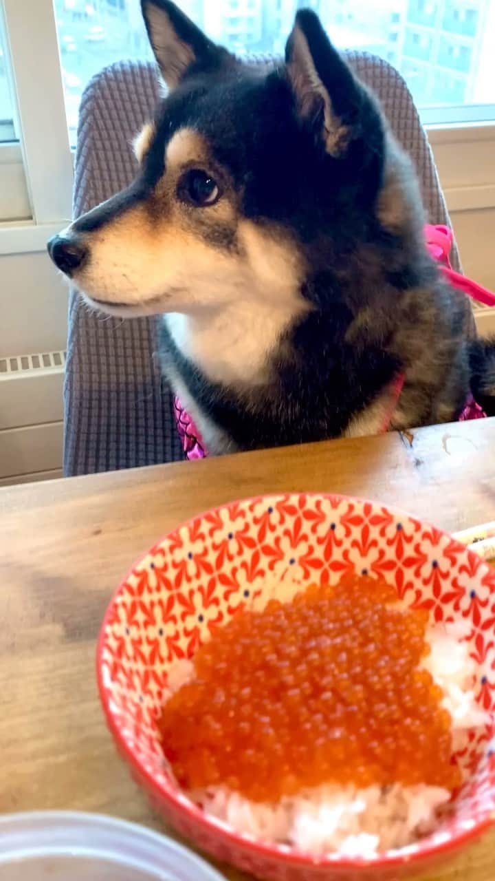 吾子のインスタグラム：「・ ・ 北海道はもうイクラのシーズン🐟🔴 ・ 秋ももうすぐーーって暑すぎー🥵 ・ みなわん異常気象だけど、お散歩は早朝か夜にしよう🚶🐕 ・ ・ ・ ・ ・ ・ ・ #あこの分は🐶❓ #いくら #sapporo  ・ 北海道の柴犬 #柴北会 の皆ワン🐶暑い日は水いっぱい飲もう〜🐶✨ ・ #adorable #instadog#shibainu#dog#柴犬ライフ #instashiba#柴犬マニア #9gag #barked #kuroshiba#socute #cutedog#いぬのきもち #黒柴 #dogstagram_japan」