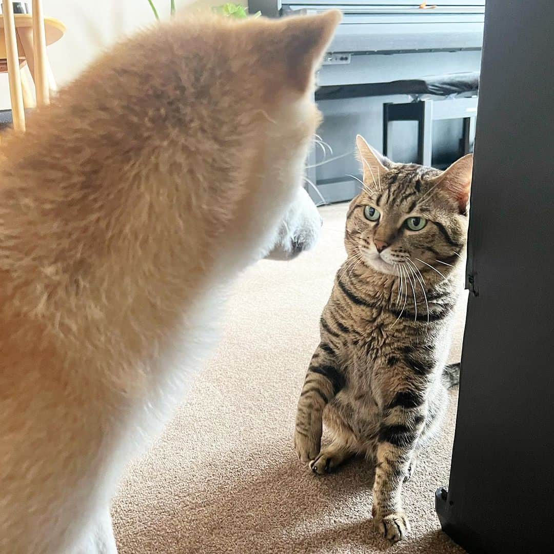 ゆうとろ（柴犬ゆうと猫のとろ）のインスタグラム