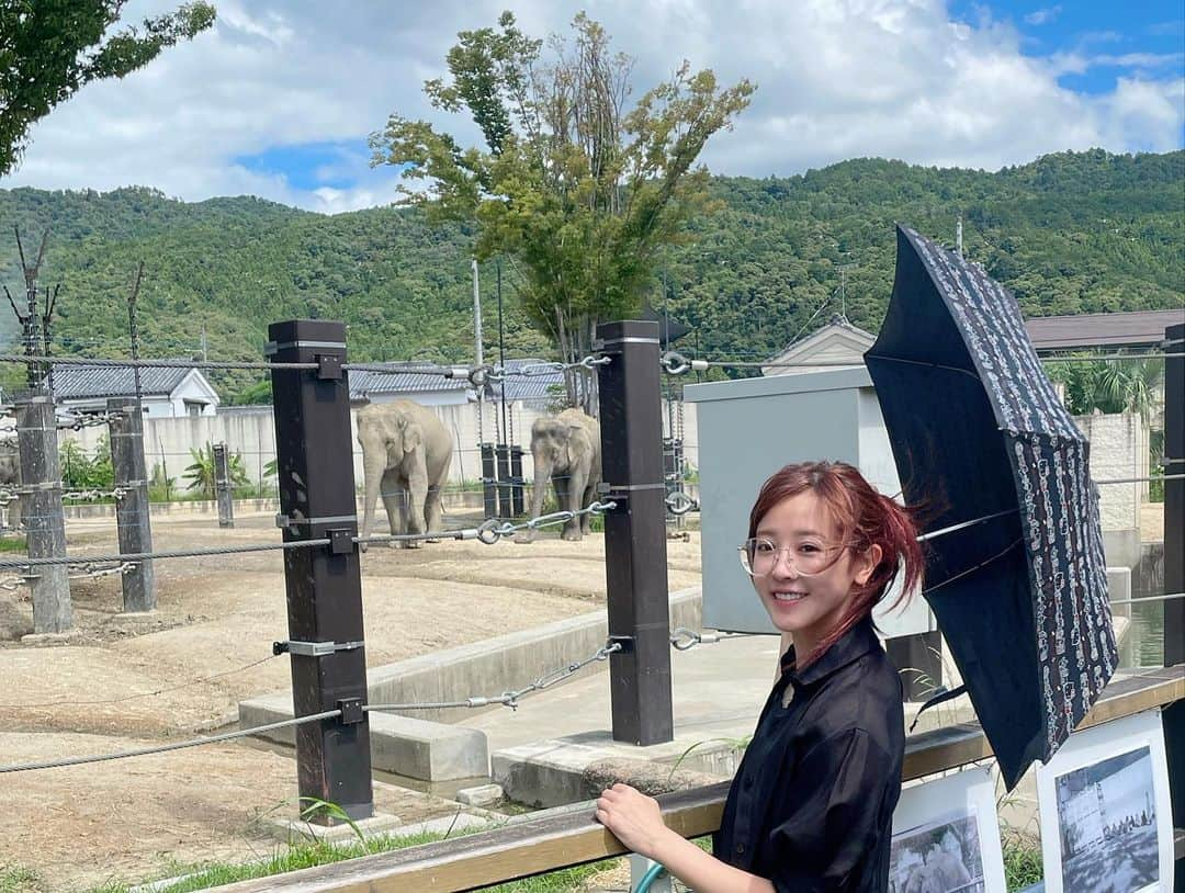 山本ひかるさんのインスタグラム写真 - (山本ひかるInstagram)「京都市動物園🩷 キリンかわいー！！！🦒🐘🐧🐯🐆 網目で目ゴシゴシしてた🦒💕 #キリン #動物園 #猛暑 #京都 #kyoto #kyotojapan #zoo」8月25日 8時28分 - hikaru0228yamamoto