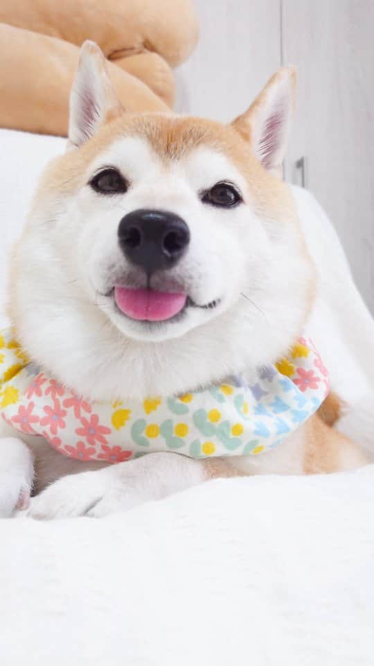 ちゃみのインスタグラム：「魅惑のちょろり👅  BIG LOVE🫶  定期的にこのようなしまい忘れ顔を見せてくれます笑  チャーミーのお誕生日お祝いコメント ありがとうございます✨ ゆっくりお返事させてください😊  #柴犬#しばいぬ#犬#癒し#愛犬#魅惑#shiba#shibainu#dog」