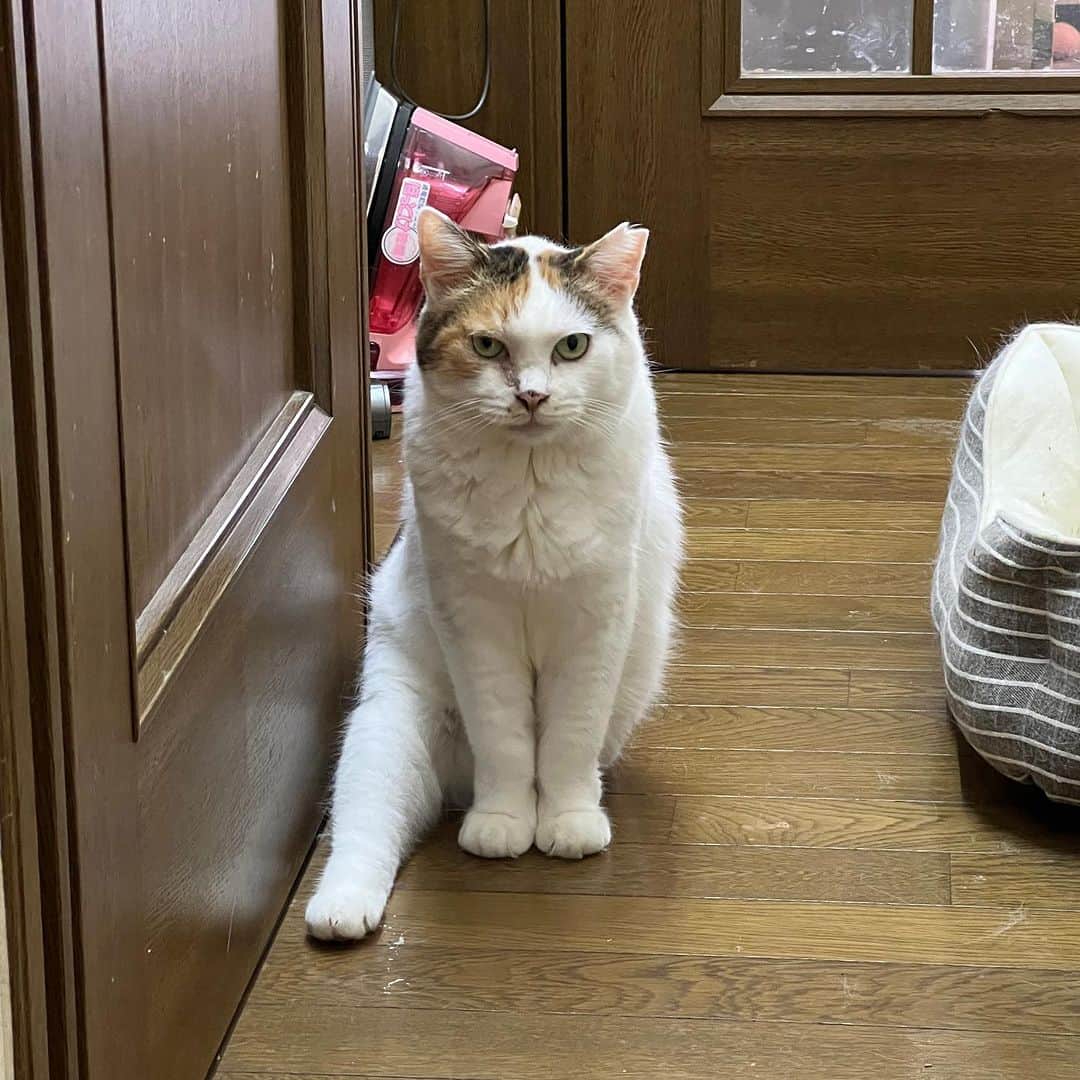 Kachimo Yoshimatsuのインスタグラム：「廊下で目が合った。 ミケ子が座って、 右足を投げ出す瞬間が好きだ｡  #うちの猫ら #mikeko #君たちはどう生きるか 猫 #ねこ #ニャンスタグラム #にゃんすたぐらむ #ねこのきもち #cat #ネコ #catstagram #ネコ部 http://kachimo.exblog.jp」
