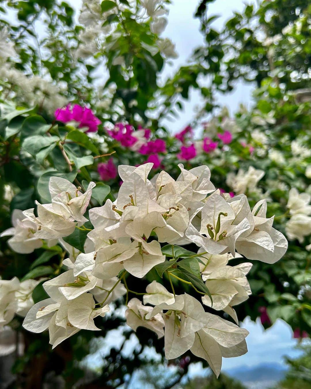 中西華菜さんのインスタグラム写真 - (中西華菜Instagram)「📍五行山(マーブルマウンテン)  西遊記で孫悟空が閉じ込められていた場所として有名な五行山⛰️山全体が大理石でできていることから別名マーブルマウンテンと呼ばれてるんだって  五行山という名前の通り5つの連山なんだけど、その中でも唯一 一般公開されている「トゥイ・ソン（水）」に行きました  意外とハードな登りもあって汗だく💦だけどその分 山頂からの絶景(曇りのためご愛嬌)や神秘的な洞窟寺院からパワーをもらえた🛕  洞窟の中にはコウモリがいたり🦇ベトナム戦争の時に米軍の空爆によってできた大きな穴があったり(南ベトナム開放民族がこのヴァンチョン洞窟に隠れたみたい)🔦きれいなお花が咲いていたり自然と歴史を感じる場所  せっかく行くならベトナム戦争について調べてから行くことをおすすめします🇻🇳  下山後は好立地なカフェでベトナムコーヒーブレイク☕️  #五行山 #NúiNgũHànhSơn #themarblemountains #マーブルマウンテン #マーブルマウンテンダナン #ベトナム #ダナン #トゥイソン #孫悟空 #西遊記 #ベトナム戦争 #ダナンおすすめスポット #かなたび✈︎」8月22日 20時24分 - kananakanishi