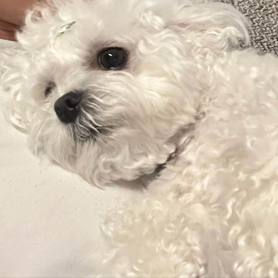 チャンミンさんのインスタグラム写真 - (チャンミンInstagram)「비는 왜 또 와….🥺🐶」8月22日 20時21分 - changmin88