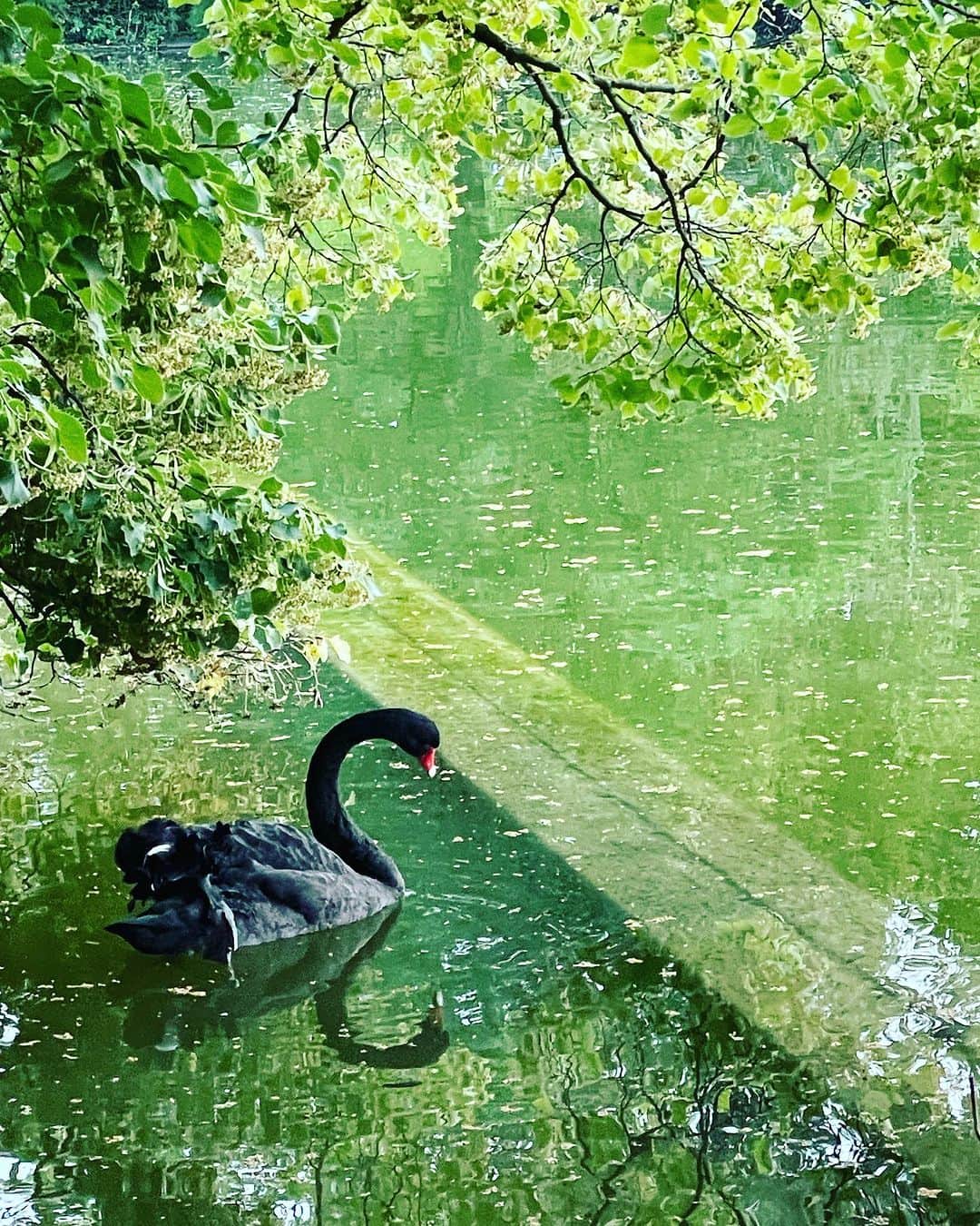 のインスタグラム：「バルセロナ帰りの翌日、モンスリ公園に憩いに行った時のあれこれ。  バルセロナでは毎日3万歩近く歩いていたのが、パリに戻ったらいつもの貧相な歩数に戻った😂で、この日も結局ずっと篭りっぱなしで仕事をしていたため、夕方、「ちょっと散歩に行かない？」と私から誘うと「エミの口からそんなセリフが出るようになったんだ。いいね」と彼が喜んだ。  運動不足問題、今からなんとかしとかないと、来るべく老人時代に対応できないものね。  モンスリ公園でのグースの一家に遭遇。あ、ひな鳥もうこんなにおっきくなってるんだ👀  餌をあげる人もよくわかっているみたいで、お菓子とかじゃなく、ちゃんとひまわりの種とか雑穀をもってきてあげているところがいいね。  私たちは水ボトルを持ってきて、公園にある無料スパークリングウォーターサーバーから水を汲んでぐびぐび。市販のよりむしろ美味しいんじゃないの？  近隣の人はもっと大きなペットボトルを持ってきて、ガンガン汲んで帰っていく。  黒鳥はあいかわらず優雅。  とにかく詰まったらここにきて抜く。  徒歩5分の野鳥の楽園で🕊️  #猫パリ　#猫沢エミのインターナショナル五十路ライフシフト  #猫沢エミリーパリへ行く」