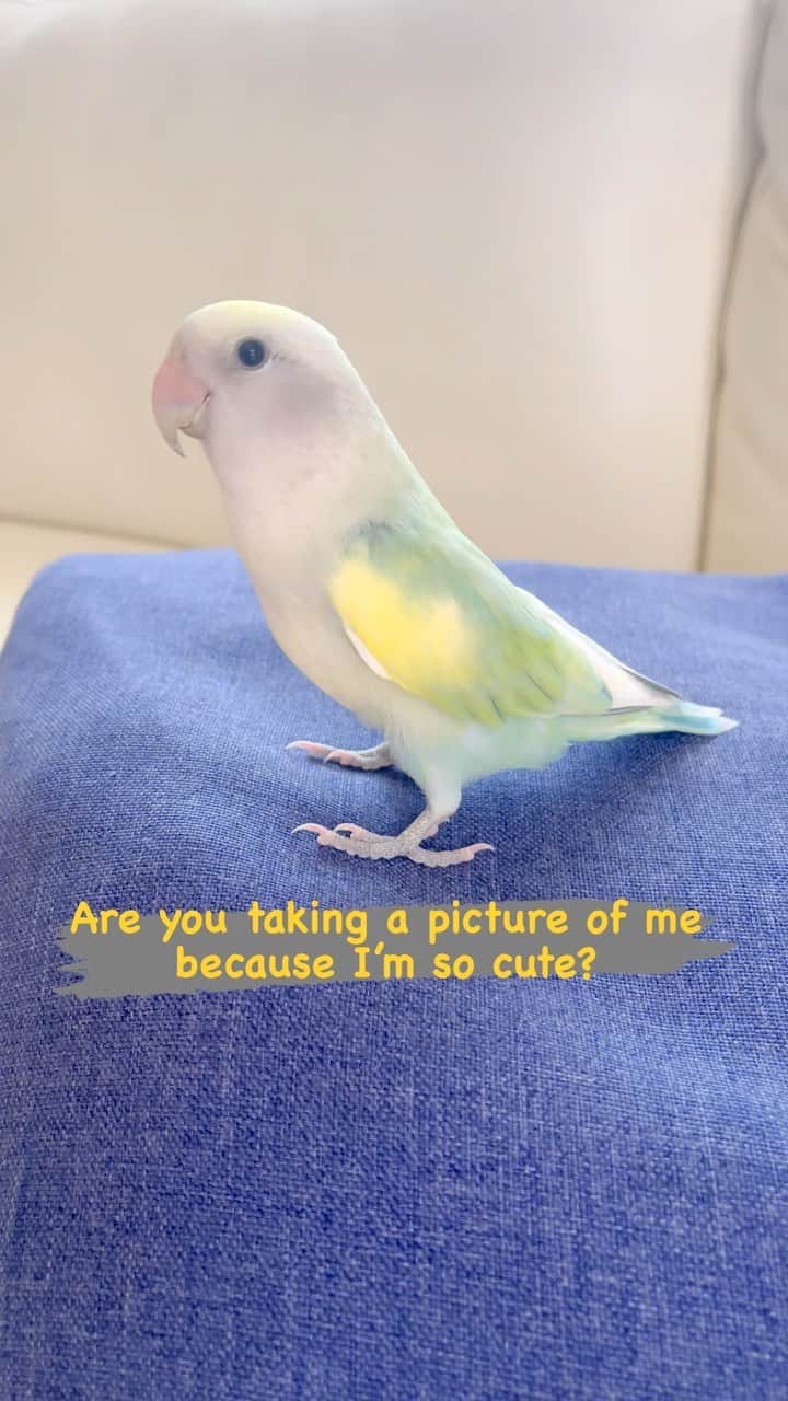SAORIのインスタグラム：「What are you doing? Are you taking a picture of me because I’m so cute? 🙆‍♀️🙆‍♀️ * * ねねくん かわいいからね🐦🍏🫶🏻 * * #インコ #コザクラ #コザクラインコ #小桜インコ #小鳥 #peachfacedlovebird #agapornis #agapornisroseicollis #lovebird #petbird #parakeet #bird #birb #birdsofinstagram #animalsco  #weeklyfluff #kawaii #Sittich  #perruche #잉꼬 #papagei #papagaio #papağan #thisweekoninstagram #animalvideo #animalvideos」