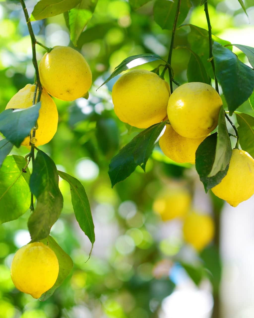 レモンアスパラガスとトマトのクスクスサラダのレシピ