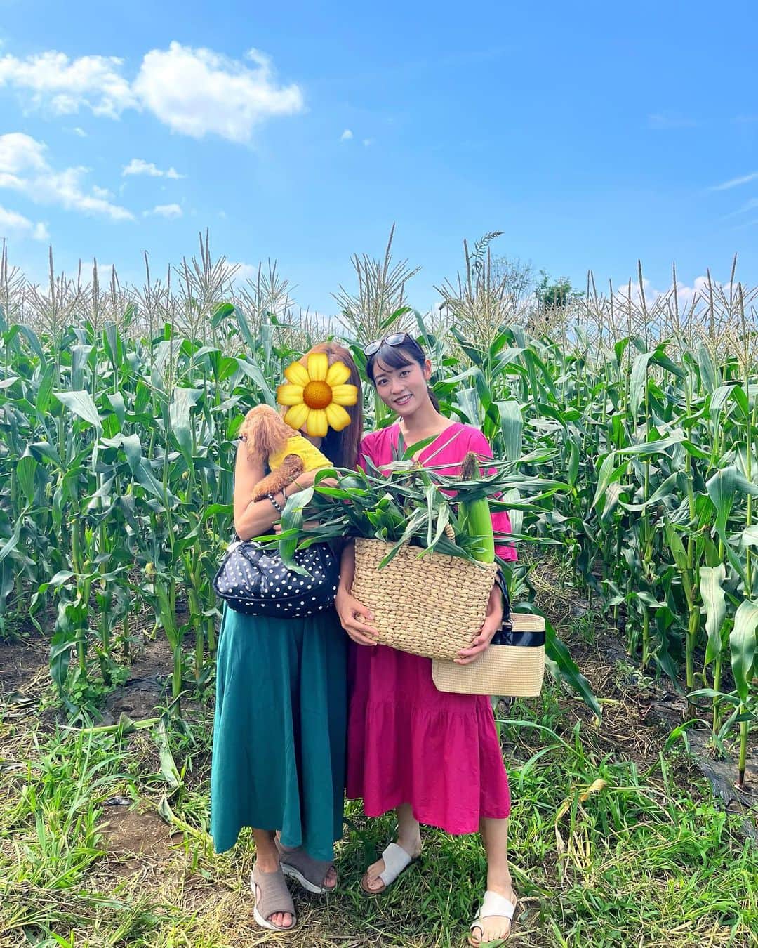 林恵理のインスタグラム：「先日、中継でお邪魔したハマラノーエン！(@hamara_nouen )今度はプライベートで、とうもろこしの収穫体験に参加してきました🌽  自分の身長よりも背の高いとうもろこし畑の細〜い道に突撃して、大きなとうもろこしを探すのは、冒険してる気分！  生と焼きの味比べもさせて貰えて、甘じゅわでめちゃくちゃ美味しかった☺️ 帰ってきてからも、とうもろこし三昧！2023年夏も幸せ！笑 . . #ハマラノーエン #原村 #茅野市 #長野 #とうもろこし #とうもろこし収穫 #収穫体験 #八ヶ岳 #八ヶ岳生とうもろこし #nagano #haravillage #chinocity #hamarafarm」