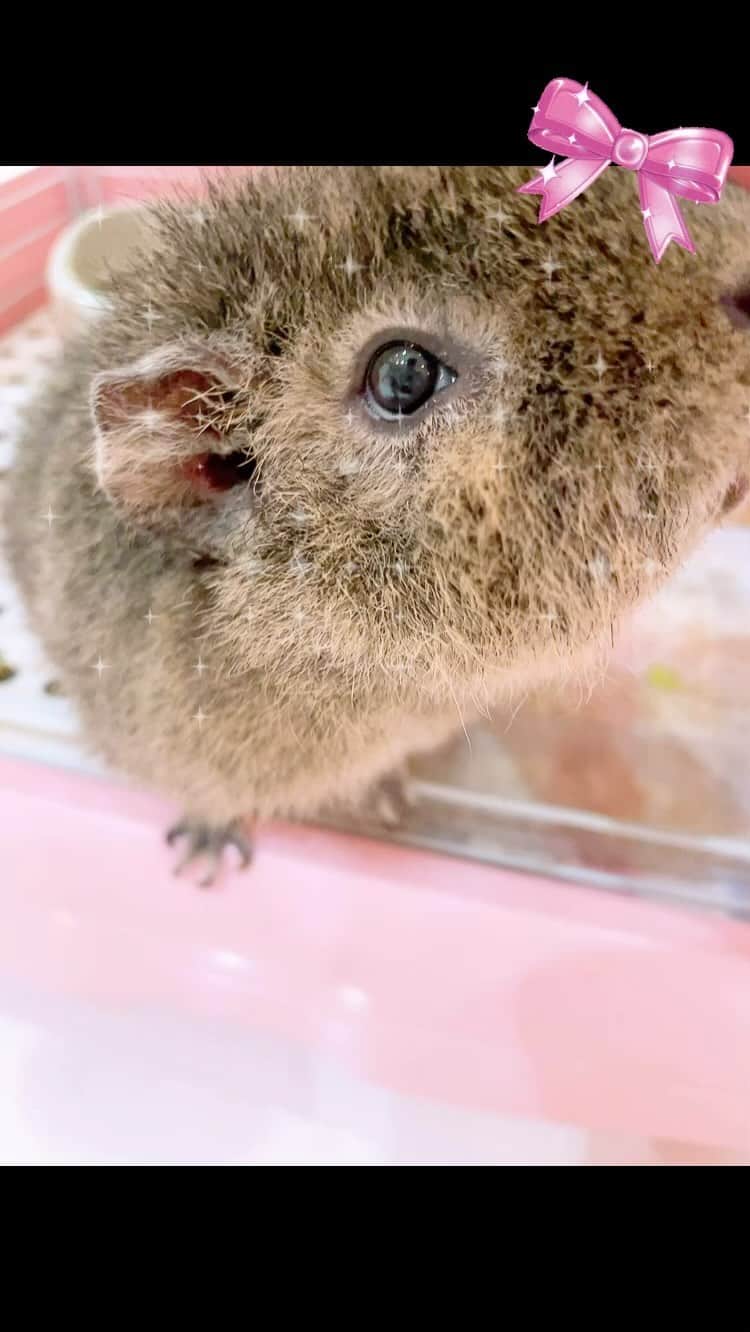 のインスタグラム：「もふこ꒰( ˙ᵕ‎˙ )꒱  #モルモット #guineapig #rabbit #pet」