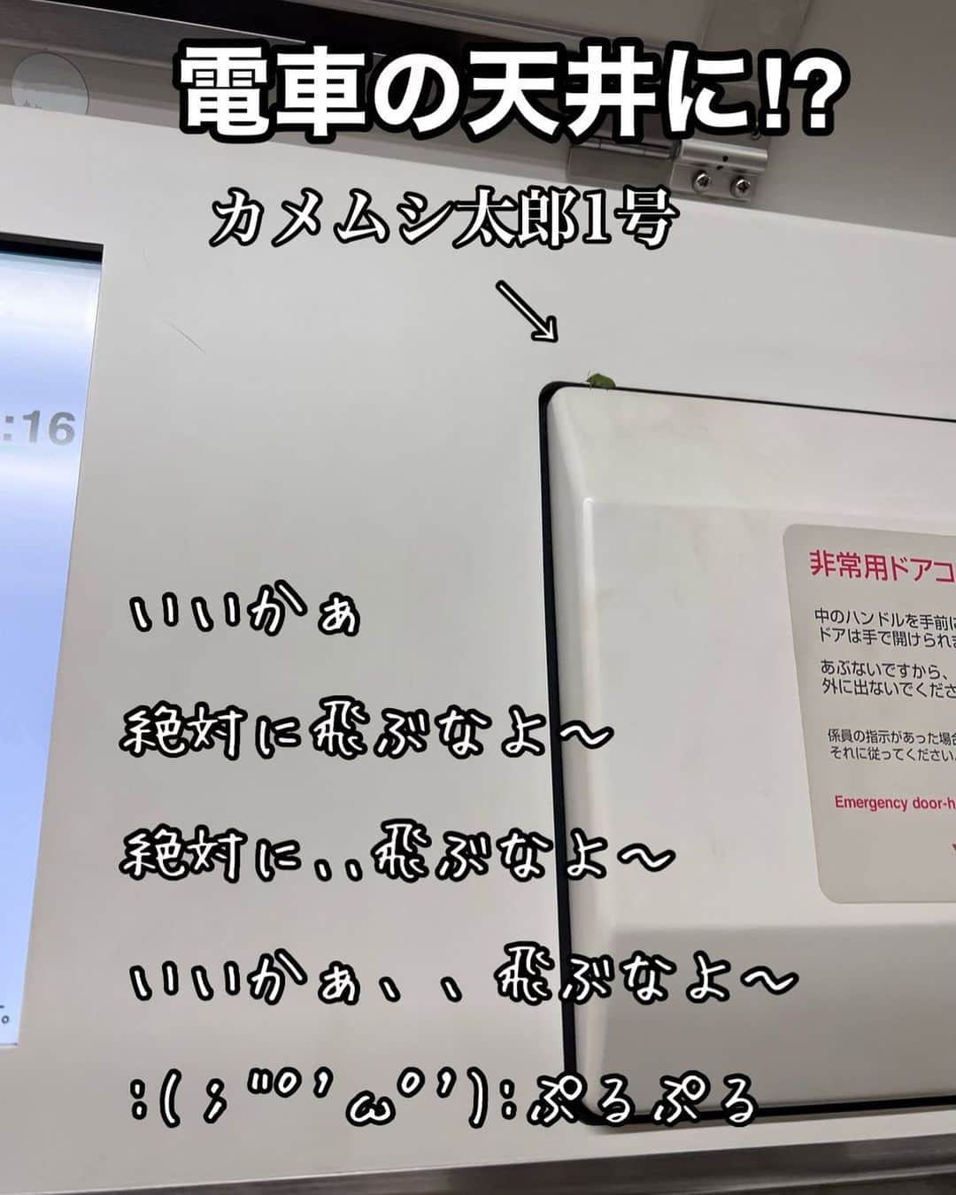 樽美酒研二のインスタグラム：「おはようございます  電車の天井にカメムシ発見､､  ホントは大声で他のお客さんにカメムシの存在を知らせたいのだが、私はそんな勇気を到底持ち合わせてはいない  ただ、心の中で飛ばないことを強く念じるしかできないのです  無力さを感じながら今日も元気に行ってきます ( ；∀；)」