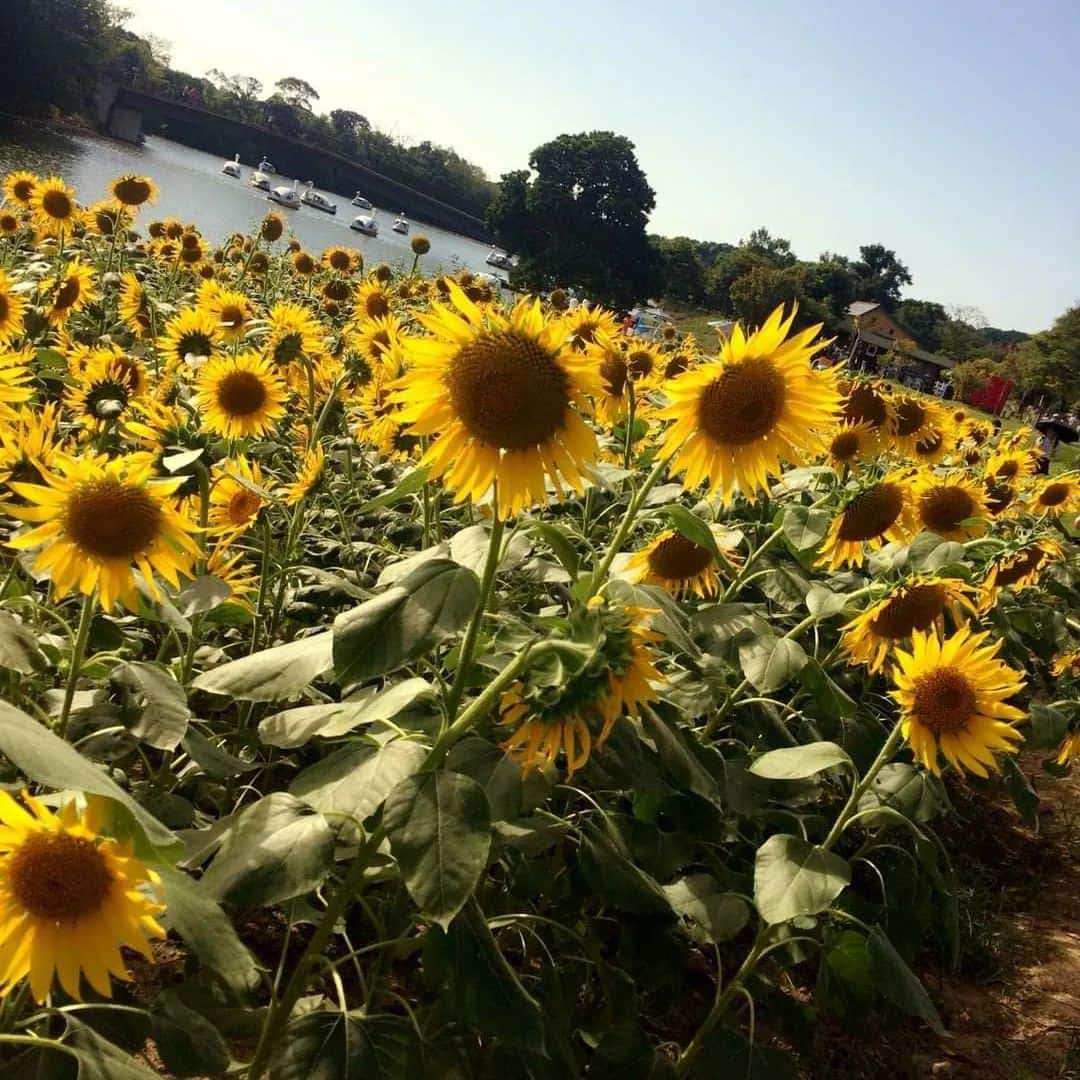 友利愛美さんのインスタグラム写真 - (友利愛美Instagram)「🌻🌻📹🌻🌻  また行きたいな♥  そして、尾道は現在すごい雨！！ 雷鳴ってるの久々に聞いたかも😷  ゆるやかになってくれるのを待とう♥  今日も素敵な1日を〜♥  #ひまわり畑 #flower #向日葵 #instagood」8月23日 7時33分 - aimitomori