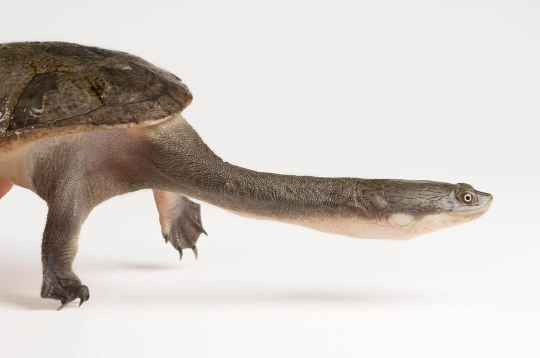 Joel Sartoreさんのインスタグラム写真 - (Joel SartoreInstagram)「Found in Australia, the gangly Siebenrock’s snake-necked turtle like to hide in mud and ambush fish, frogs, and other prey. If threatened, the turtle doesn’t pull its head straight back into its shell; it curls its long neck around the side of its dinner plate- size carapace. Photo taken @tennesseeaquarium.   #turtle #snakenecked #reptile #animal #wildlife #photography #animalphotography #wildlifephotography #studioportrait #PhotoArk @insidenatgeo」8月22日 23時47分 - joelsartore