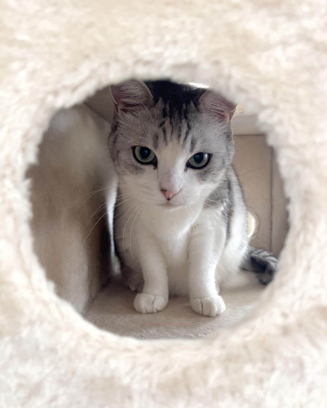 Sakiのインスタグラム：「* Hey guys! How are you all doing? So recently, Eve likes to stay in this box that's attached to the cat tower. I have a feeling that she uses this place during summer and move to another favorite spot in winter which I have no idea why.... * こんにちは。さて、最近のイブさんのお気に入りスポットは、キャットタワーについている箱の中。夏は比較的そこにいいることが多くて、冬はまた別の場所。理由は分かりません😝 #元野良猫部 #元野良もカワイイ説普及隊  *」