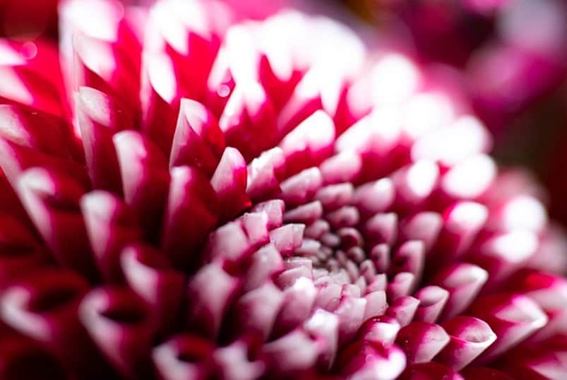 蜷川実花さんのインスタグラム写真 - (蜷川実花Instagram)「写真の整理をひたすらしてます。 どこにも出してないいい写真がやまのようにある、、，これほっとくと埋もれるからとりあえずインスタにあげとこっと❤️ #mikaninagawaflowers」8月23日 0時23分 - ninagawamika