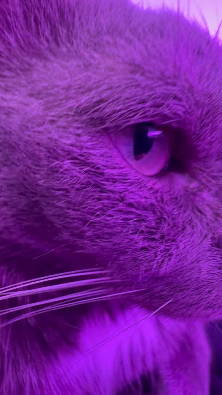 ロブ・ディアデックのインスタグラム：「Get yourself a magic cat to meditate with and you will find yourself in an abundance vortex in no time . 🪄+🐈‍⬛+🧘🏻‍♂️= 🌪️」