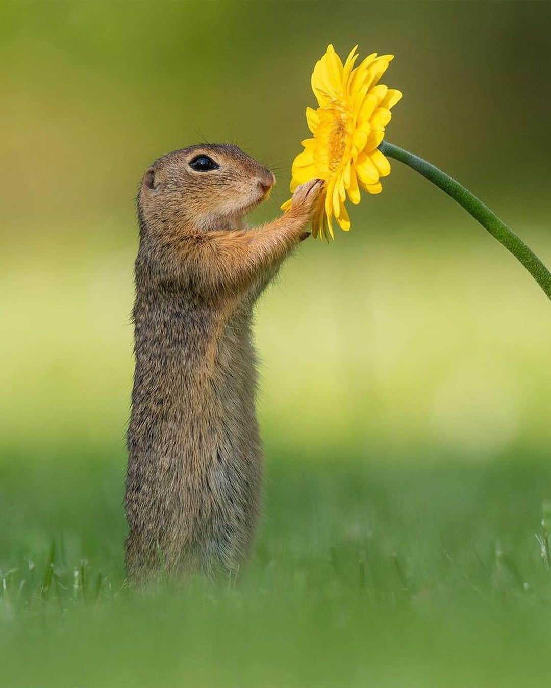 Discover Earthさんのインスタグラム写真 - (Discover EarthInstagram)「When a hug and a sniff make the perfect blend of cuteness! 🌼  🌎 #DiscoverEarth with @dickvanduijn」8月23日 4時00分 - discoverearth