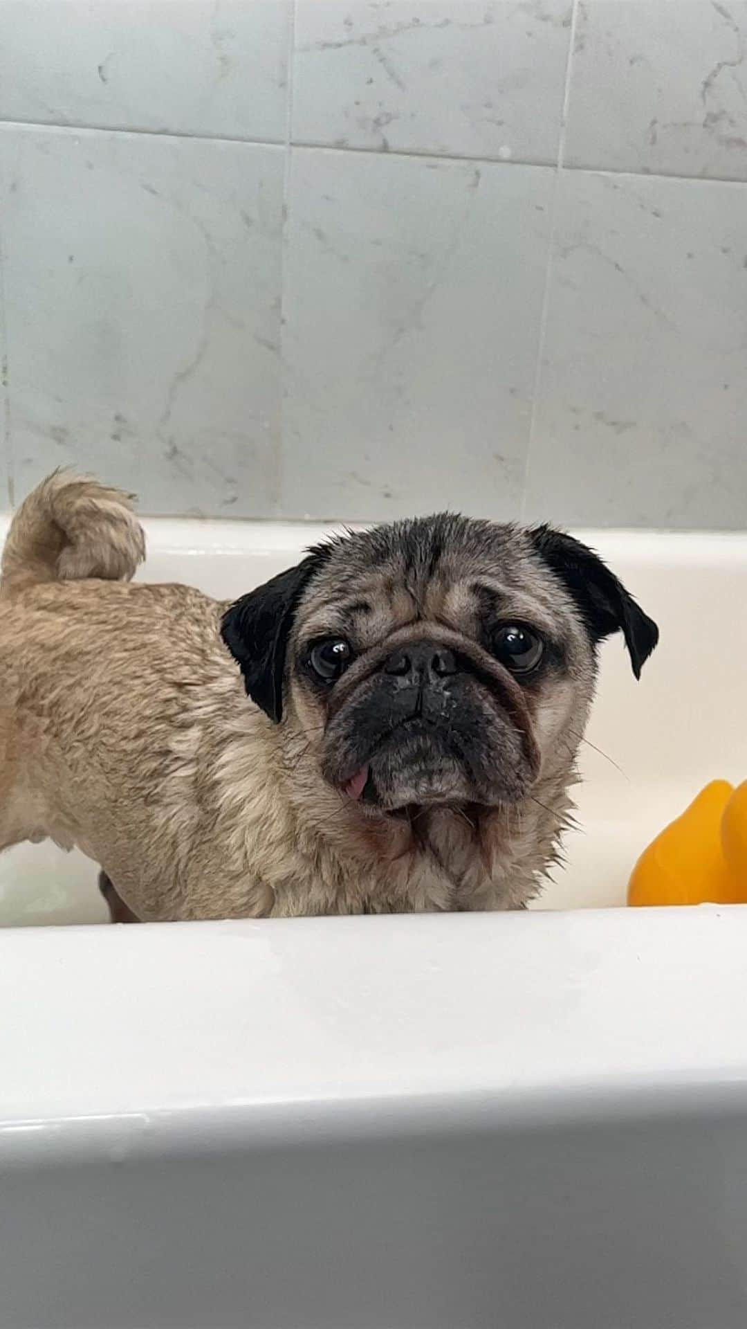 itsdougthepugのインスタグラム：「The infomercial all dog owners need right now! 😂 Who else is struggling with their dog’s allergies and trying anything to help? Doug’s new dog wellness company @nonipup has an allergy bundle to help soothe your dog and help YOU sleep at night! www.nonipup.com or link in bio!  #pugs #pugsofinstagram #dogmom #doghealth #allergies #dogshampoo #dougthepug #nonipup」