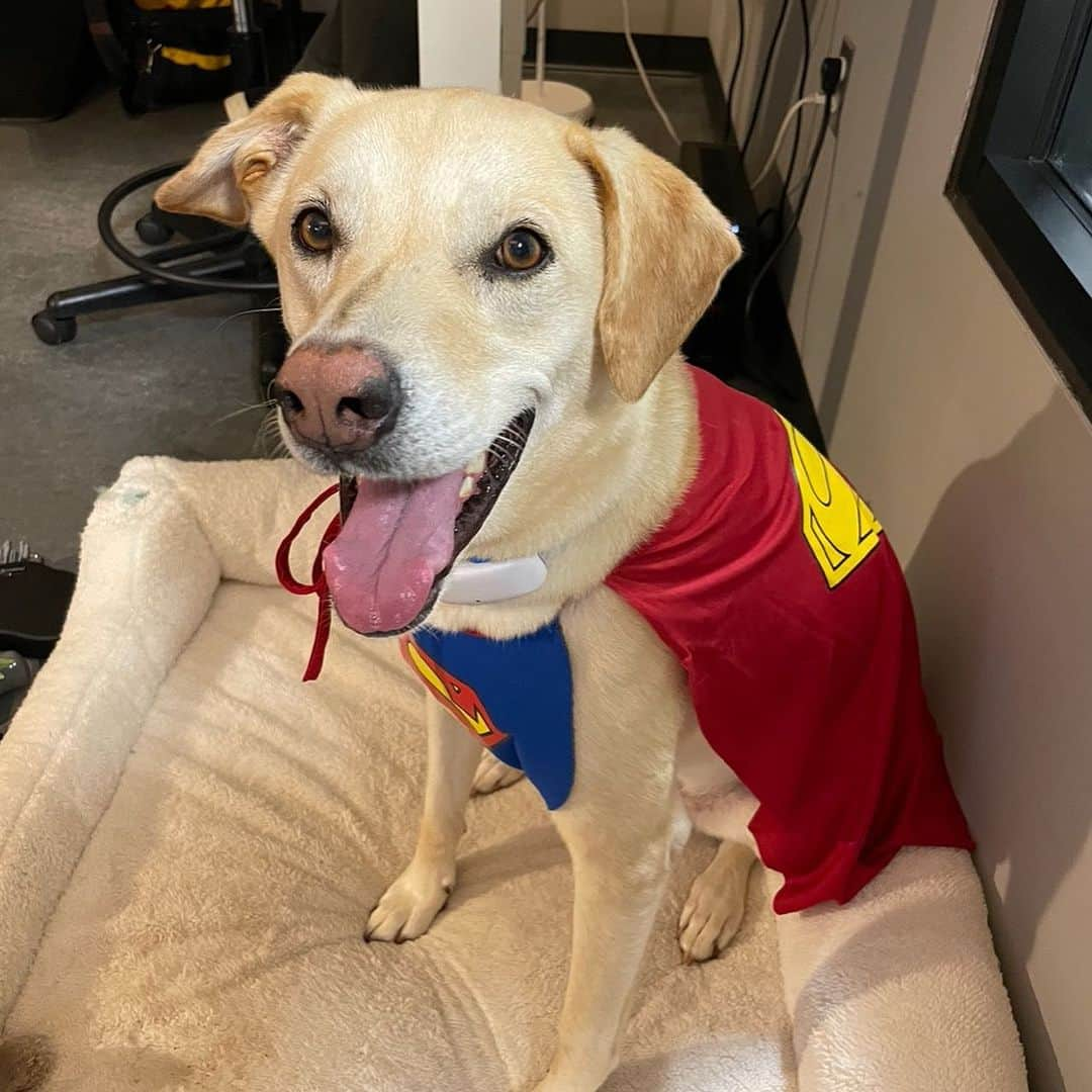 ジェームズ・ガンさんのインスタグラム写真 - (ジェームズ・ガンInstagram)「Art department dog Nora got dressed up for the office today.」8月23日 1時31分 - jamesgunn