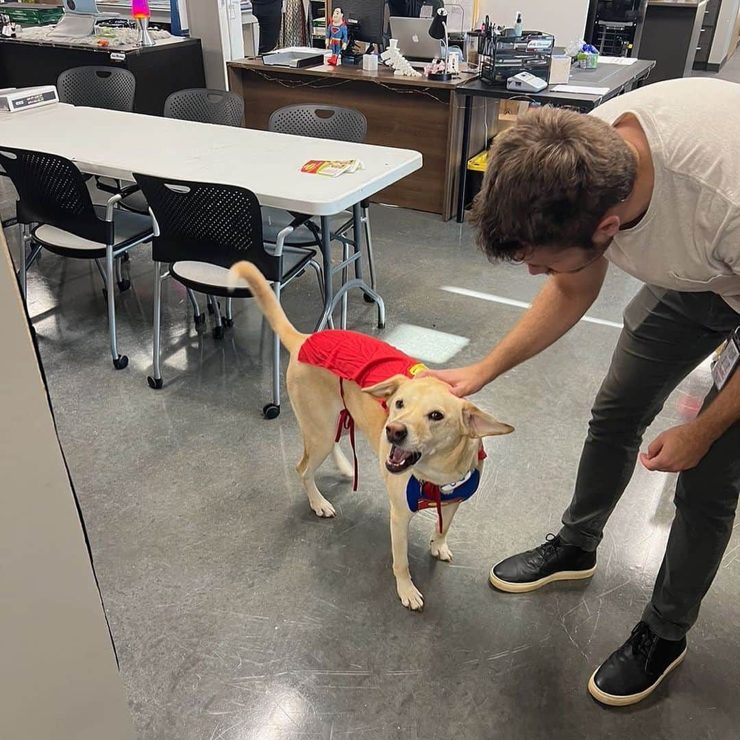 ジェームズ・ガンさんのインスタグラム写真 - (ジェームズ・ガンInstagram)「Art department dog Nora got dressed up for the office today.」8月23日 1時31分 - jamesgunn