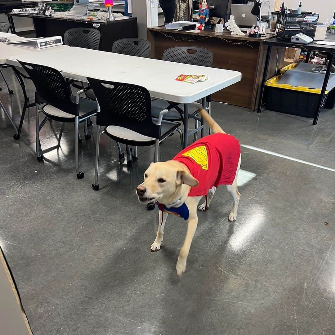 ジェームズ・ガンさんのインスタグラム写真 - (ジェームズ・ガンInstagram)「Art department dog Nora got dressed up for the office today.」8月23日 1時31分 - jamesgunn