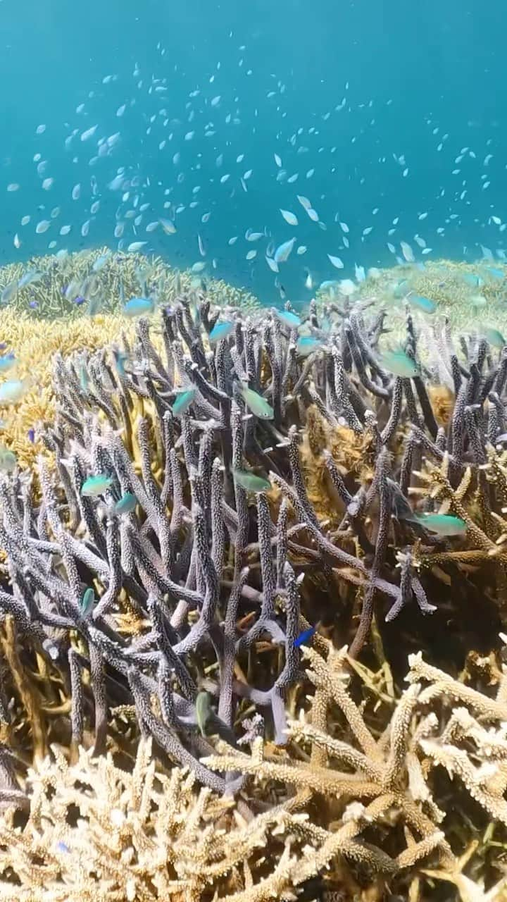 HAIMURUBUSHI はいむるぶしのインスタグラム：「小浜島・はいむるぶしから癒しの風景をお届けします。 石垣島と西表島の間に広がる国内最大のサンゴ礁海域である「石西礁湖」。 360種類を超えるサンゴが確認されおり、国際的にも重要なサンゴ礁生態系を育んでいます。 #沖縄 #離島 #石垣島 #西表島 #小浜島 #サンゴ #海 #熱帯魚 #シュノーケル #旅行 #リゾート #ホテル #はいむるぶし  #japan #okinawa #island #coral #sea #lagoon #beautiful #scenery #snorkeling #tour #travel #kohamajima #resort #hotel #haimurubushi」