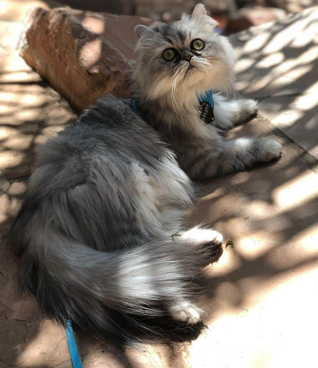 オリアンティさんのインスタグラム写真 - (オリアンティInstagram)「My beautiful daughter in the wild 💕✨ .. for people asking she’s a #silverpersian」8月23日 3時03分 - iamorianthi