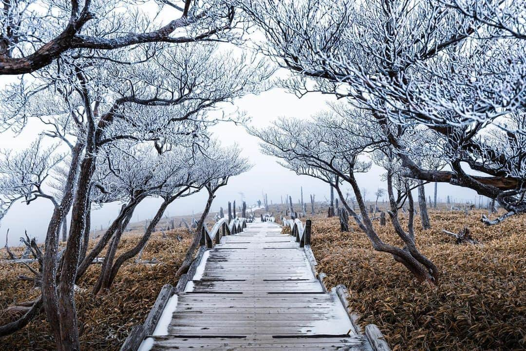 日本の国立公園のインスタグラム：「Fire and ice light up November on Odaigahara 🔥❄️   Odaigahara is a highland plateau located at over 1,500 m above sea level on the border between Nara and Mie prefectures inside the Yoshino-Kumano National Park. Late autumn here presents a spellbinding sight, as fall’s last fiery dance plays out before the delicate hoarfrost forms on the higher altitude Masaki Pass, each icy crystal resembling the glistening white hair of a frosty beard. 🧙❄️  A variety of factors including the Ise Bay typhoon of 1959, which felled many trees, transformed the Masaki Pass from a dense spruce forest to a deadwood forest. As the canopy decreased, more sunlight allowed broadleaf bamboo to run wild, which increased the deer population. These factors and others, such as an increase in the number of park users, have contributed to the formation of the unique scenery that can be seen today. In order to reduce the impact on the fragile ecosystem and restore the natural landscape, elevated wooden paths have been installed in addition to fences that prevent damage from deer.  In early November, the fiery reds are below the Masaki Pass in late November while a frosty blanket can be seen at higher altitudes. Fire and ice both put on a dazzling display for those fortunate enough to visit. 🦌🍁  Which do you prefer: 🔥 or ❄️? Or both? Let us know in the comments!  📍 Odaigahara, Mie/Nara   📸 Odaigahara, with a height of 1,695 m (Photo By : @n_camera_6)  #NationalParksJP #YoshinoKumanoNationalPark #MtOdaigahara #Nara #Mie #MasakiPass #AmazingSights #IncrediblePlaces #BeautifulViews #FallLeaves #JapanTravel #Japan #Travel #Tourism #ExploreJapan #DiscoverJapan #VisitJapan #日本 #国立公園」