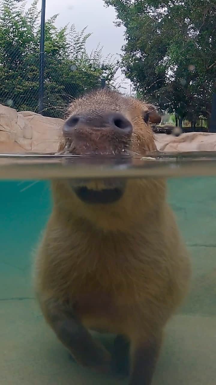 San Diego Zooのインスタグラム：「POV: Tiptoeing to the deep end of the pool 💦  Also known as a water pig, these giant rodents use their neat, webbed feet to swim and walk through the water. Like a submarine periscope, capybaras swim with their nostrils, eyes, and ears above the surface to scan their surroundings.  #Capybara #HappyCapy #Swim #SanDiegoZoo」