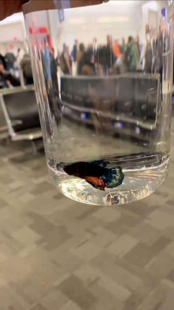 アメリカ運輸保安局のインスタグラム：「You betta believe…  It’s a gill-y good idea to take your live fish on a trip. Do the rules about traveling with your fish friends have you floundering? For e-fish-iency purposes it needs to be swimming in a clear, spill-proof glass or plastic container. You’ll also find it’s fin-tastic that the vessel can be larger than 3.4oz. Don’t worry, Officer Darla won’t constantly tap-tap on the container, but it will be visually inspected at security. While we’re on a roe here, just keep swimming on over to your airline for their rules as well.  Is salmon in your travel grouper in need of more schooling? Let minnow, because we have an ex-squid-site team at AskTSA. Our folks can tuna them in to what can or can’t fly. Get hooked on their answers through FB Messenger, X, and Apple Business Chat, 7 days a week. There’s no need to play koi!  #BettaFish #TravelingWithPets #FishFriends  Video by @fredricksfish」