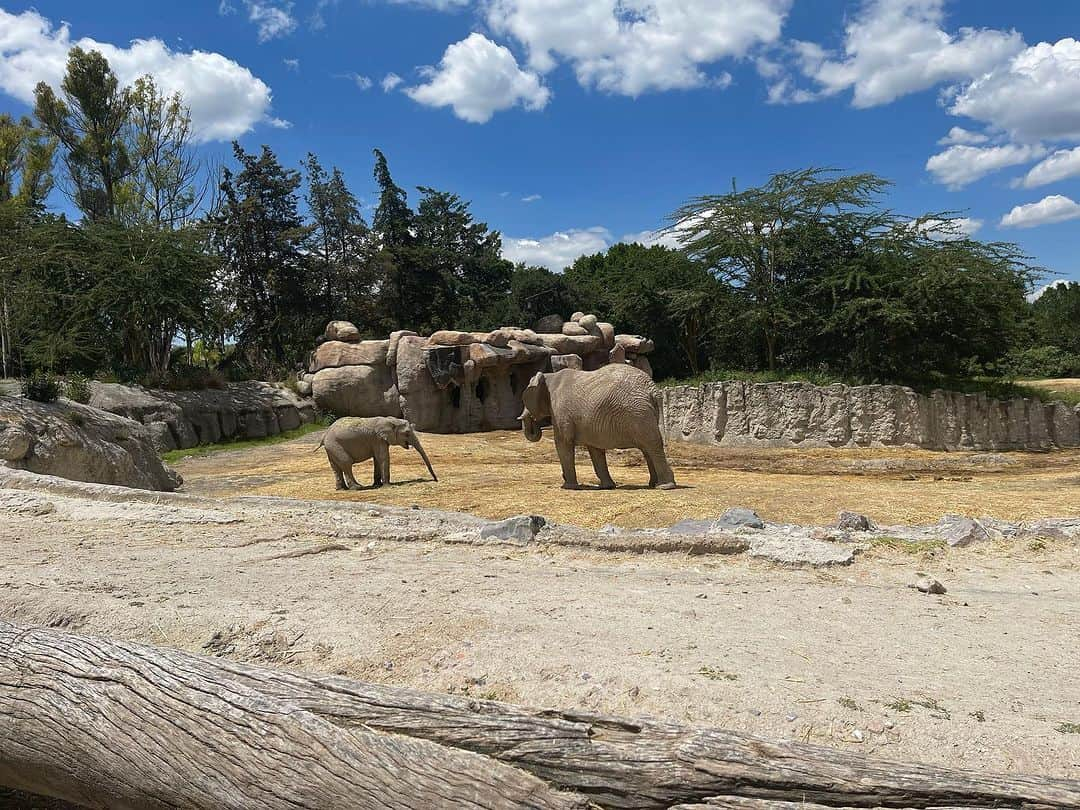 イヴァン・ガルシアさんのインスタグラム写真 - (イヴァン・ガルシアInstagram)「@africamsafaripuebla 🦁🐯🦛🐆🦒  Día de paseo con mis amores @paolaespinosaof #ivana #familia ❤️」8月23日 5時37分 - ivangarciapollo