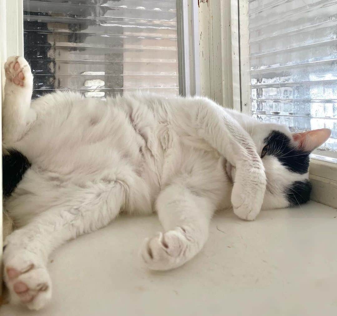 のインスタグラム：「2023.08.23…暑い！眩しい！カーテンつけろや… #tatsuowatanabe #怒ねこ」