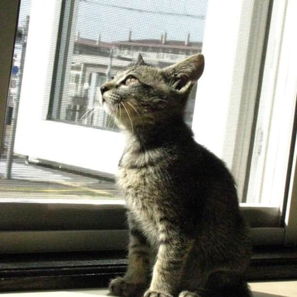 いのうえむつみさんのインスタグラム写真 - (いのうえむつみInstagram)「【次回作、絵本下絵】 タレちゃん。 憧れのヒトに話しかけられて、うれしいけど、ちょっとキンチョーして尻尾がブワッとなってるタレちゃんです😹 猫の横顔って大好きです。 （ついでに人間の横顔も好き）  ２枚目は、お気に入りのチビの頃の１枚。この写真はPCのデスクトップの背景にしてて、かわいくて見るたびにニヤニヤします。  お盆、タレちゃんは夢に出てきてくれなった😢 でもいつも一緒にいるってわかってるから、全然さみしくないんです私。 不思議🥰  #絵本制作風景🎨   ーーーーーーーー  【😽猫さんアート・オーダー受付中⭐️】 オーダーは、プロフィール欄のリンクツリー、「アートショップ」よりお申し込みくださいませ。  (猫さん以外をご希望の方はDMからご相談下さいませ😃)  現在３サイズ扱っています。 それぞれ内容も異なりますので、詳しくはアートショップでご確認下さい。 「お気に入りのオモチャなど一緒に描いて欲しい」等、ご希望ある方はDMからお問い合わせお願いいたします。(追加料金となる場合があります)  お誕生日、うちの子記念日など、「この日に間に合うように」と言うご希望がある場合は、お早めにご依頼くださいませ💕 ２ヶ月くらい余裕を持ってオーダーいただけると嬉しいです😃  #watercolourpainting #色鉛筆 #猫 #ねこ #ネコ #cat #catart #art 水彩 #にゃんすたぐらむ　#にゃんこ #ねこすたぐらむ #保護猫　#ねこのいる生活 #ねこ部 #catstagram #instacat #meow #猫グッズ #いのうえむつみ #mutsumiinoue #illustration #猫イラスト #シオちん #シャムミックス #タレちゃん #キジトラ」8月23日 16時24分 - mutsumi_inoue