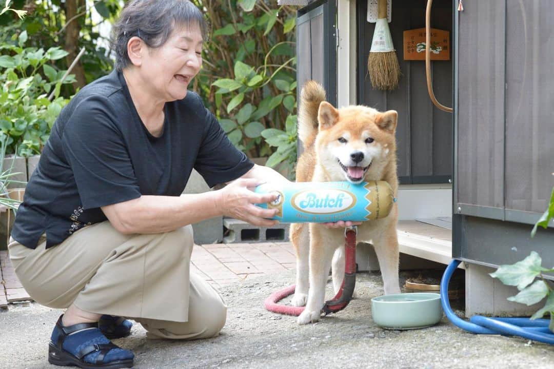 Ryujiのインスタグラム：「Good afternoon.😄 ごきげんよう🍞 お久しぶりでーす💦 ブッチ・ジャパン @butch.japan 公式アンバサダーのりゅうじです‼️ まだまだ暑い日々が続いてますが、ぼくは毎日ブッチをもりもり食べて元気です✌️ ポメラニアンの弟も、ぼくと同じブルーレーベルを食べて、目下療養中‼️💪 夏バテでお食事が進まないみなさん❗️ ブッチを食べて乗り切りましょう❗️😉 #焼き上がってた#にこにこパン#ブッチジャパン#ブッチ#無添加ドッグフード#pancakes#macho#butchjapan#nakedgeneral#goodafternoon#ごきげんよう」