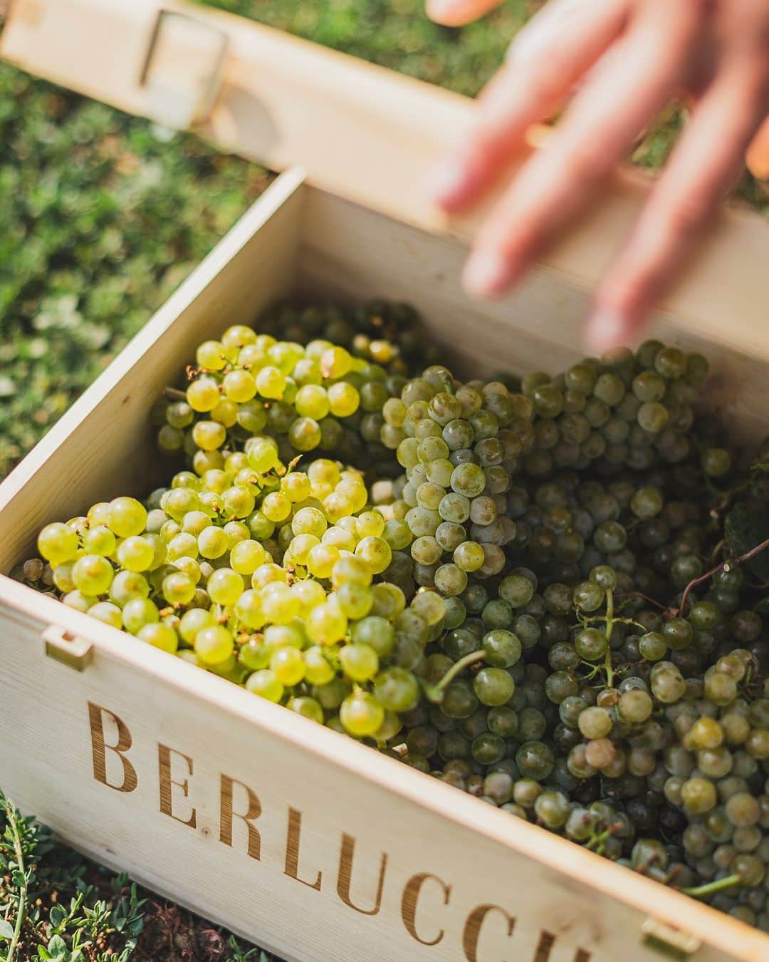 berlucchiwinejpのインスタグラム：「ブドウの収穫は情熱と献身が薫るアートとも言えるもの。 シャルドネの一部は、当社のブドウ畑アルゼッレで手摘みされています。」