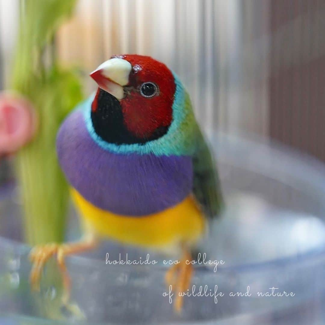 hokkaidoecoのインスタグラム：「カラフル🦜  #北海道エコ #動物 #専門学校 #動物専門学校 #動物好きな人と繋がりたい #北海道エコ動物自然専門学校 #動物のいる暮らし #animals #animalphotography #コキンチョウ #chloebiagouldiae  #choebia #鳥のいる生活  #鳥部 #とりすたぐらむ」