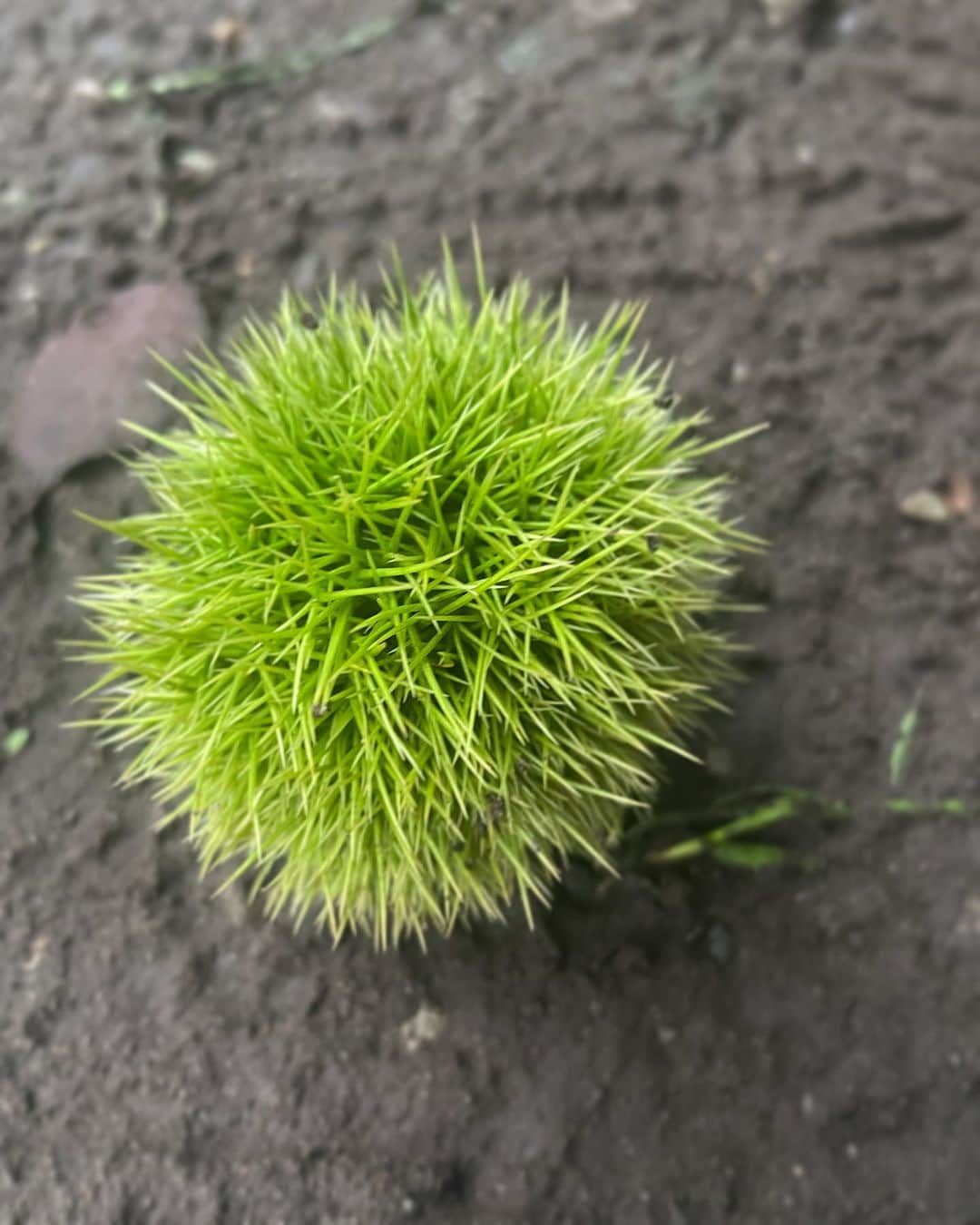 皆川明のインスタグラム：「森の雲丹 forest sea urchin  栗のグリーンがとても美しく姿も 彫刻的。目に映る自然の姿をあらためて観察する時間が楽しい。」