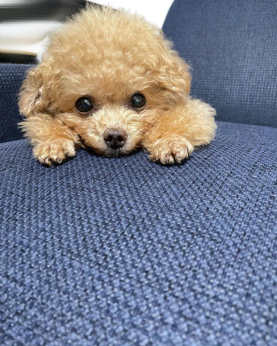 ふわのインスタグラム：「ふわ散歩行きたいアピールしてたら 眠くなりました…  #toypoodle#toypoodlegram#dogsofinstagram#instadog#doglover#doglife#cutedog#dog#fuwamama#ふわもこのふわ#ふわ#トイプードル#ふわもこ部#犬バカ部#親バカ部#犬のいる暮らし#いぬすたぐらむ」