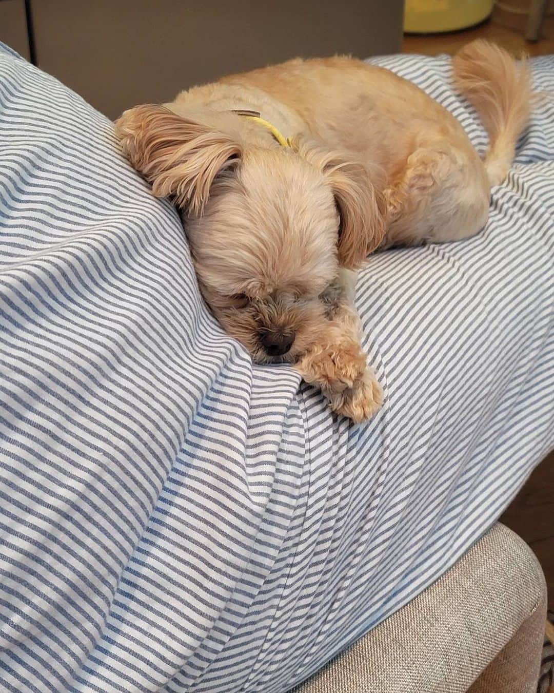 梅沢富美男のインスタグラム：「朝の夢ちゃん。  動けない、、、でも幸せ。  #トイプードル  #愛犬家」