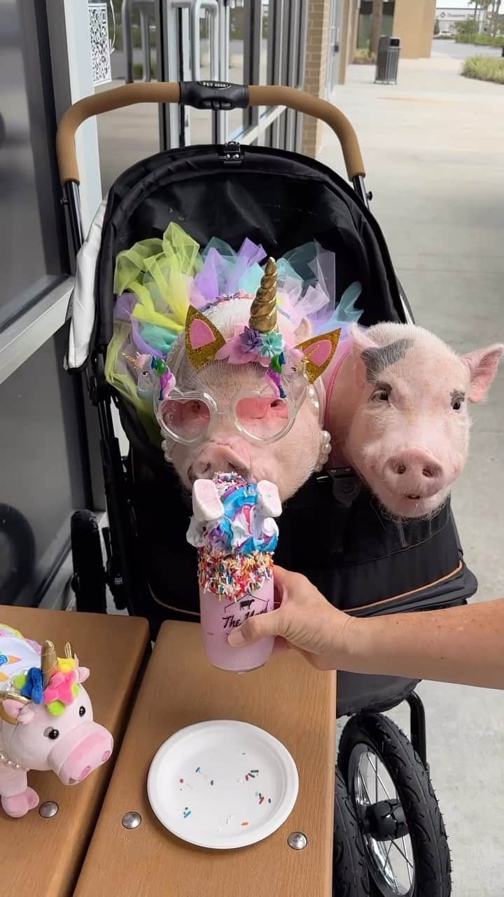 Priscilla and Poppletonのインスタグラム：「Mommy let us have one bite of the unicorn shake, and it was magical (even though most of it ended up on the stroller or our faces). I let my mini me have the rest. ThOINK you so much to everyone who has purchased a mini Prissy Unicorn plush. We are over halfway to the goal of getting them made. Piggy please consider getting one if you haven’t. Pop got his made, and I really want mine to get made, too, and it’s for a good cause. Proceeds will help my friends over Prissy and Pop’s Helping Hooves. The link to purchase one is in our bio and they won’t be available for long. I appreciate all of you so much!🐷💗🦄 #PrissyUnicorn #PrissyandPop」