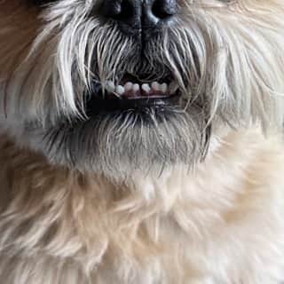 Dougie the Shih Tzuさんのインスタグラム写真 - (Dougie the Shih TzuInstagram)「#teethouttuesday」8月23日 9時26分 - dailydougie