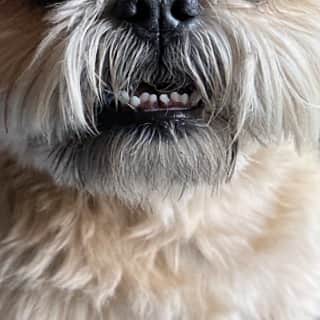 Dougie the Shih Tzuのインスタグラム：「#teethouttuesday」
